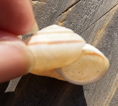 Helminthoglypta umbilicata