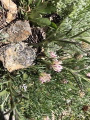 Trifolium dasyphyllum