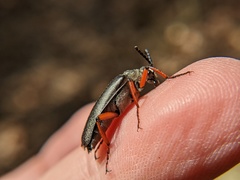 Pomphopoea