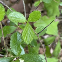 Crataegus uniflora