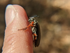 Pomphopoea