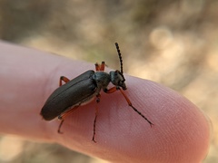 Pomphopoea