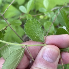 Crataegus uniflora