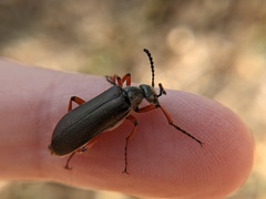 Pomphopoea