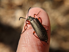 Pomphopoea