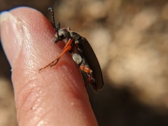 Pomphopoea