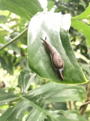 Gastropoda