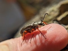 Pomphopoea