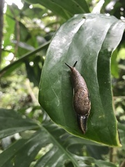 Gastropoda