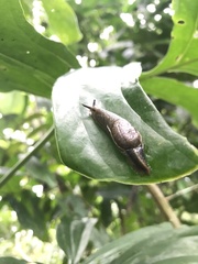 Gastropoda