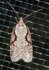 Semioscopis packardella
