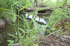 Dichanthelium yadkinense