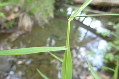 Dichanthelium yadkinense