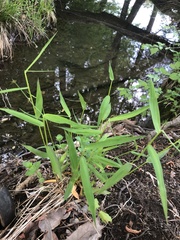 Dichanthelium yadkinense