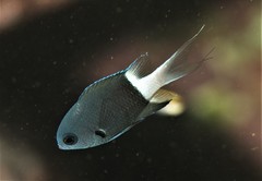 Pycnochromis margaritifer