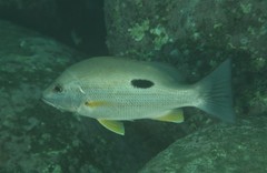 Lutjanus russellii