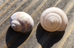 Helminthoglypta umbilicata