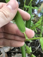 Dichanthelium yadkinense
