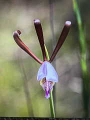 Cleistesiopsis