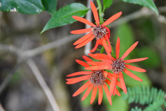 Pseudogynoxys chenopodioides