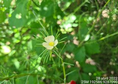 Portulaca elatior