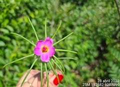 Portulaca elatior