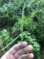 Sphenopholis obtusata