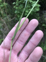 Sphenopholis obtusata