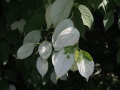 Actinidia polygama
