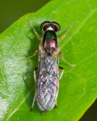 Merosargus caeruleifrons