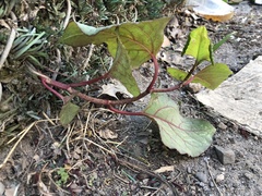 Reynoutria japonica