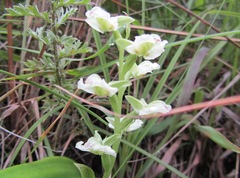 Pterygodium hastatum