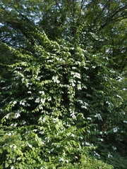 Actinidia polygama