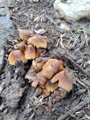 Micacei
