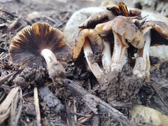 Micacei