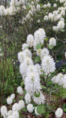 Fothergilla major