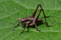 Atlanticus kiangsu