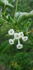 Cestrum diurnum
