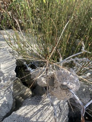 Ephedra americana