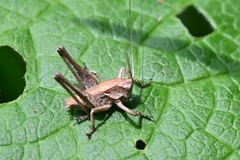 Atlanticus kiangsu