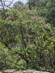 Bauhinia macranthera