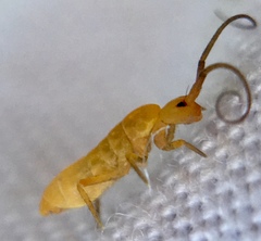 Pogonognathellus longicornis