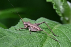 Atlanticus kiangsu