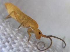 Pogonognathellus longicornis