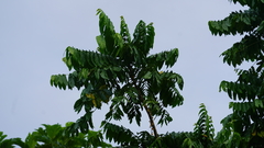 Cananga