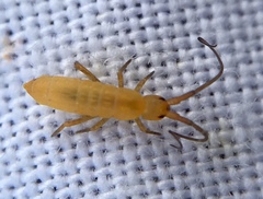 Pogonognathellus longicornis