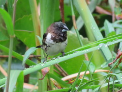 Spermestes cucullata scutata