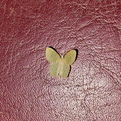 Chloropteryx glauciptera