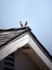 Haemorhous mexicanus