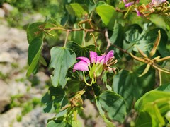 Bauhinia macranthera